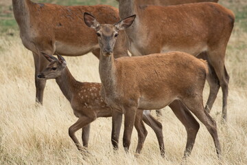Deer in the meadow