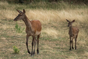 Deer in the meadow