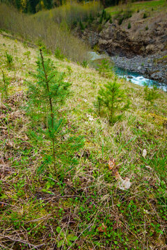 Recently planted noble fir trees along the former Elwha River lower dam site, Port Angeles, Washington