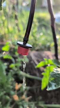 The Drip Irrigation System Demonstrating Its Effectiveness in Natural Light Conditions