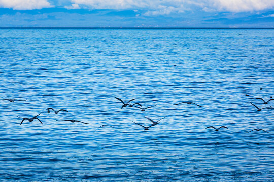 Glaucous gulls above the surf on the Strait of Juan de Fuca, Port Angeles, WA USA