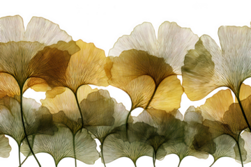 Ginkgo leaves with intricate veins in shades of gold and green