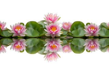 Fototapeta premium Pink water lilies with reflections isolated on transparent background