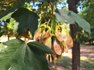 The acer pseudoplatanus or acer opalus tree with green and brown seeds grows in the park.