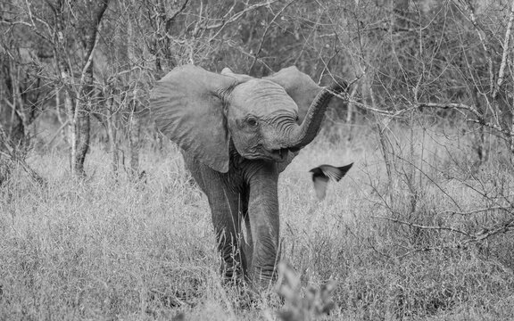 Elephant calf, Loxodonta africana, walking through grass, bird flying past.