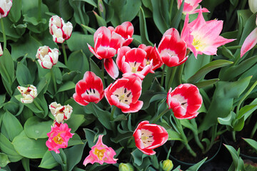 With their vibrant, cup-shaped flowers and graceful stems, tulips add color to gardens and bouquets...