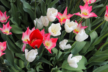 With their vibrant, cup-shaped flowers and graceful stems, tulips add color to gardens and bouquets...