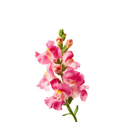 Pink snapdragon flower isolated on a transparent background, in a PNG format