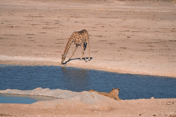 In the savanna, a giraffe is drinking water while a lion observes, showcasing the intricate...