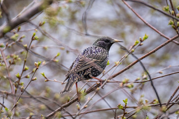 European Starling Perched on Spring Branch with Budding Leaves