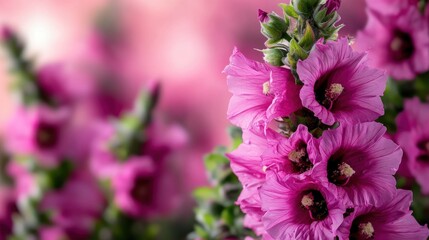 Pink hollyhocks bloom close-up, garden background, nature beauty, greeting card