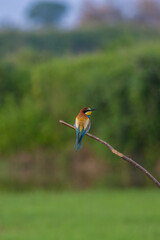 gruccione fermo su un ramo, in un ambiente naturale, in Italia, in estate