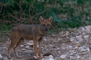 Golden Jackal Canis aureus adaptable canid hunter Pakistan wildlife omnivorous predator scavenger...
