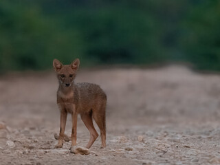 Young Golden Jackal Canis aureus intently watching Pied Bushchats Saxicola caprata in Pakistan grasslands. Curious predator-prey interaction showcasing wild behavior