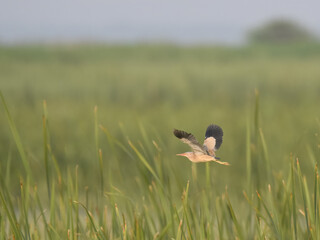 Yellow Bittern Ixobrychus sinensis summer breeding visitor to Pakistan wetlands Indus River swamps secretive waterbird wildlife conservation climate change biodiversity birding photography
