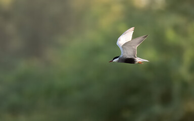 Whiskered Tern Chlidonias hybrid Medium sized bird, a white cheek patch,black cap,gray body. Found in wetlands and marshes, forages for fish, insects in flight. Black belly during breeding season