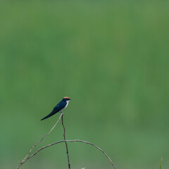 Wire-tailed Swallow Hirundo smithii  iridescent blue black plumage needle thin tail streamers plains farms cultivated areas Indus River wetlands Pakistan insectivore, wildlife conservation
