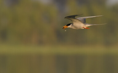 River Tern Sterna aurantia

Vulnerable on IUCN Red List of Threatened Birds. Sleek bird black cap...