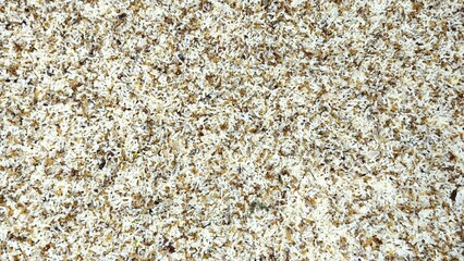 Close-up of numerous white ant eggs mixed with worker ants, creating a dense texture. These edible ant eggs are often harvested as a delicacy and protein source in some Asian cuisines