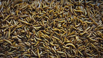 A close-up photo of many live mealworms wriggling together, creating a dense, shiny, and golden-brown texture with segmented bodies, often used as reptile food or protein-rich feed for birds and fish