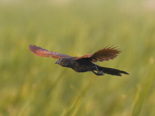 young juvenile Greater Coucal Centropus sinensis flight flying In Pakistan, found throughout the...