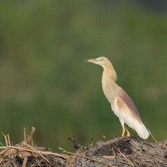 Indian Pond Heron Ardeola grayii camouflaged wetland bird Pakistan marshes paddyfields patient hunter South Asia wildlife nature photography birding conservation biodiversity