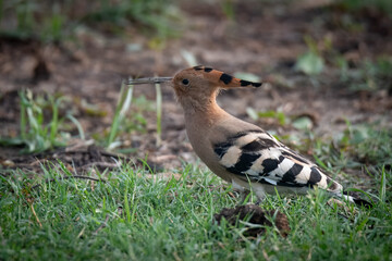 Eurasian Hoopoe Upupa epops A bird with great cultural significance throughout the World. In Islam, it is mention in Quran as “Hudhud” and it is present in the story of Prophet Solomon