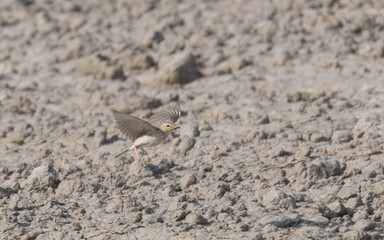 Paddyfield Pipit Anthus rufulus

Small brownish bird streaked plumage slender build. Grasslands agricultural fields forages for insects seeds on ground running swiftly