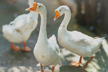 Three white geese with orange beaks and feet stand together on a sunlit pathway, looking around with curious and calm expressions
