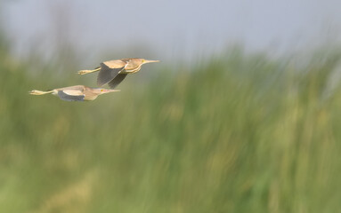 Yellow Bittern Ixobrychus sinensis summer breeding visitor to Pakistan wetlands Indus River swamps secretive waterbird wildlife conservation climate change biodiversity birding photography