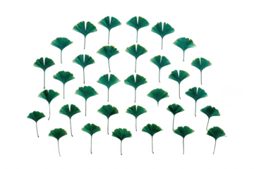 Green ginkgo leaves arranged in a fan shape isolated on transparent background