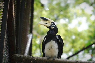 A black and white oriental pied hornbill with a large yellow casque perches calmly on a branch inside an outdoor aviary with green blurred background.