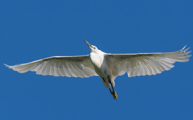 Little Egret Egretta garzetta flight flying Indus river

Small elegant heron white plumage black...
