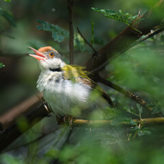 Common Tailorbird Orthotomus sutorius Pakistan olive green songbird with rust crown famed for leaf stitching nests urban garden gem vital insect controller