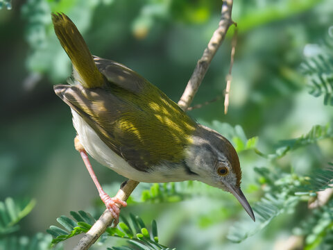 Common Tailorbird Orthotomus sutorius Pakistan olive green songbird with rust crown famed for leaf stitching nests urban garden gem vital insect controller