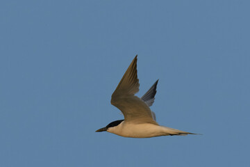 Gull-billed Tern Gelochelidon nilotica on Indus River

Robust bird, stout black bill, pale gray plumage. Coastal regions, wetlands. Catching insects and small fish in flight