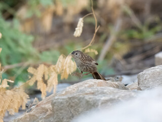 Rufous-vented Prinia or Rufous-vented Grass Babbler Laticilla burnesii

Listed as “Near-Threatened” on the IUCN Red List of Threatened Species. Common in wetlands of Indus River where I live
