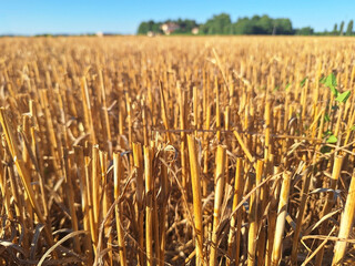 A mown grain field with a house in the distance.