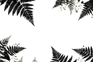 Black fern leaves frame a white background
