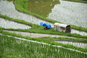 棚田の風景