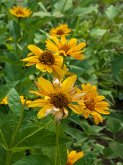 Bright Yellow False Sunflower Blooms in Summer Garden