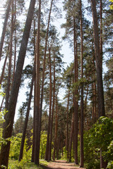 Fototapeta premium Pine trees. Pine forest. Tall pines against a blue sky in clear and good weather. Clean air, a good place to walk and observe nature.