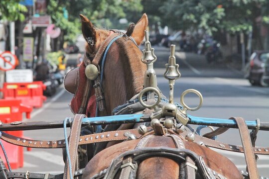 Rear View of Horse Pulling Traditional Carriage on Urban Street