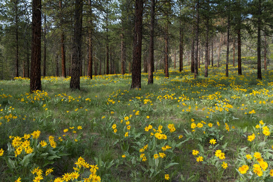 Arrowleaf balsamroot flowers and meadow grasses, thinned and burned Ponderosa pine forest in distance