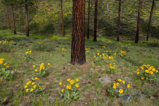 Arrowleaf balsamroot wildflowers and meadow grasses in Spring, in Ponderosa pine forest