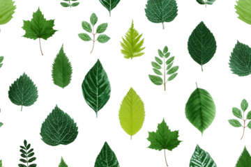 A collection of green leaves isolated on transparent background
