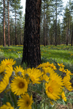 Blooming Arrowleaf balsamroot wildflowers and meadow grasses in Spring and Ponderosa pine forest in the distance.