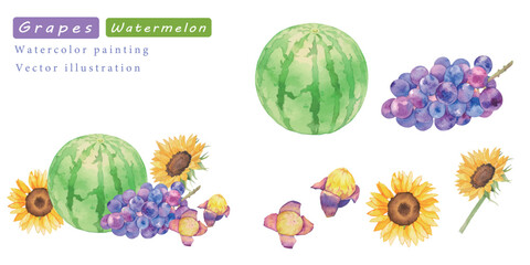 水彩で描いた美味しそうなスイカとぶどうの水彩ベクターイラスト
