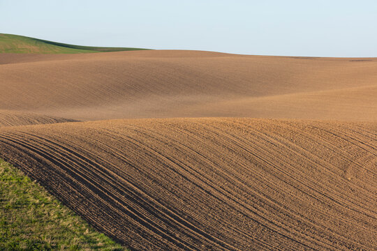 Rolling hills of tilled farmland and wheat grass, Spring, Palouse