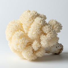 mushrooms on a white background